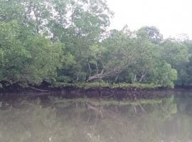 Mangrove Rumadian