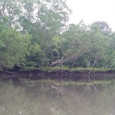 Mangrove Roumadien